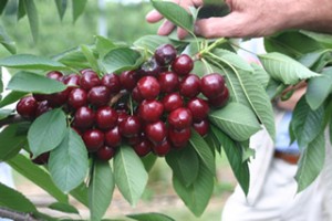 fachwartevereinigung-boeblingen-start-2