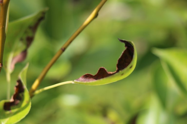 Birnbaum Hat Braune Flecken Auf Den Blättern Bislang unbekannte Krankheit an Birne – Fachwartvereinigung des