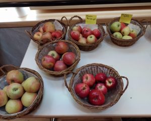 Auf dem Foto sind Äpfel verschiedener Sorten in Körben abgebildet.